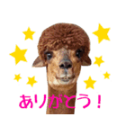 アルパカハリーとラバンのスタンプ ver.2（個別スタンプ：2）