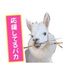 アルパカハリーとラバンのスタンプ ver.2（個別スタンプ：6）