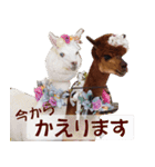 アルパカハリーとラバンのスタンプ ver.2（個別スタンプ：11）