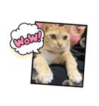 うちのぬこしか勝たん（個別スタンプ：7）
