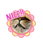 うちのぬこしか勝たん（個別スタンプ：11）
