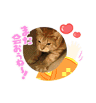うちのぬこしか勝たん（個別スタンプ：14）