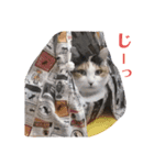 愛しのにゃんずスタンプ 3（個別スタンプ：3）