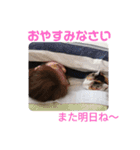 愛しのにゃんずスタンプ 3（個別スタンプ：6）