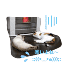 愛しのにゃんずスタンプ 3（個別スタンプ：7）