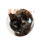 愛しのにゃんずスタンプ 3（個別スタンプ：8）