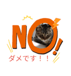 愛しのにゃんずスタンプ 3（個別スタンプ：9）