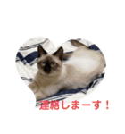 愛しのにゃんずスタンプ 3（個別スタンプ：15）