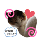 愛しのにゃんずスタンプ 3（個別スタンプ：16）