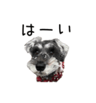 シュナウザーのくーちゃん（個別スタンプ：1）