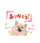 ふわふわポメラニアンのえりちゃん（個別スタンプ：1）