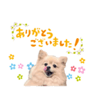 ふわふわポメラニアンのえりちゃん（個別スタンプ：2）