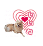 ふわふわポメラニアンのえりちゃん（個別スタンプ：3）