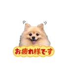 ふわふわポメラニアンのえりちゃん（個別スタンプ：4）