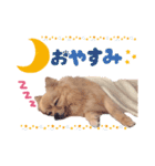 ふわふわポメラニアンのえりちゃん（個別スタンプ：6）