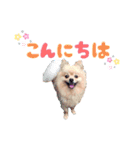 ふわふわポメラニアンのえりちゃん（個別スタンプ：9）