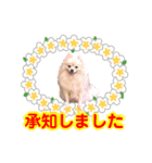 ふわふわポメラニアンのえりちゃん（個別スタンプ：11）