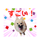 ふわふわポメラニアンのえりちゃん（個別スタンプ：12）