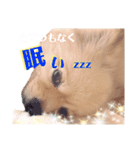 ふわふわポメラニアンのえりちゃん（個別スタンプ：13）