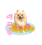 ふわふわポメラニアンのえりちゃん（個別スタンプ：14）