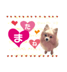 ふわふわポメラニアンのえりちゃん（個別スタンプ：15）