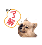 ふわふわポメラニアンのえりちゃん（個別スタンプ：16）