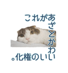 うちの猫垢。（個別スタンプ：5）