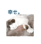 うちの猫垢。（個別スタンプ：21）