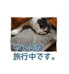 うちの猫垢。（個別スタンプ：24）