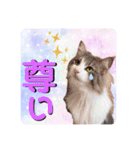 さくらこの使えるスタンプ（個別スタンプ：24）