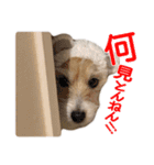 関西ジャック Part1（個別スタンプ：1）