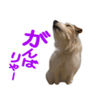 関西ジャック Part1（個別スタンプ：19）