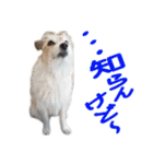 関西ジャック Part1（個別スタンプ：21）