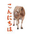 ほほえみフレンズ！BIGな牛！ウシ！うし！（個別スタンプ：9）