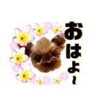 リンちゃま♡（個別スタンプ：1）