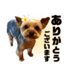 リンちゃま♡（個別スタンプ：5）