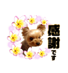 リンちゃま♡（個別スタンプ：7）