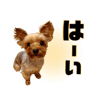 リンちゃま♡（個別スタンプ：9）