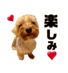 リンちゃま♡（個別スタンプ：13）