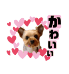 リンちゃま♡（個別スタンプ：15）