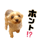 リンちゃま♡（個別スタンプ：30）