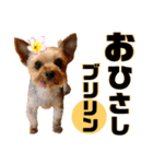 リンちゃま♡（個別スタンプ：35）