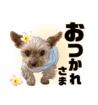 リンちゃま♡（個別スタンプ：37）