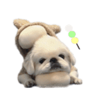 ぺきもこ もっちくん③（個別スタンプ：1）