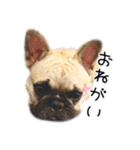 鼻ぺちゃ隊part1（個別スタンプ：8）