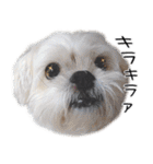 鼻ぺちゃ隊part1（個別スタンプ：14）