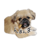 鼻ぺちゃ隊part1（個別スタンプ：33）