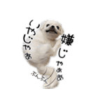 鼻ぺちゃ隊part1（個別スタンプ：36）