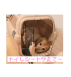 プチさん16歳（個別スタンプ：13）
