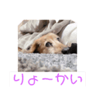プチさん16歳（個別スタンプ：17）
